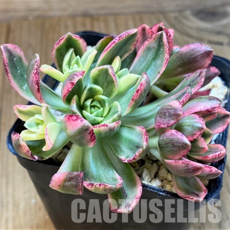 SH31241 Aeonium ‘Sweet Tea’