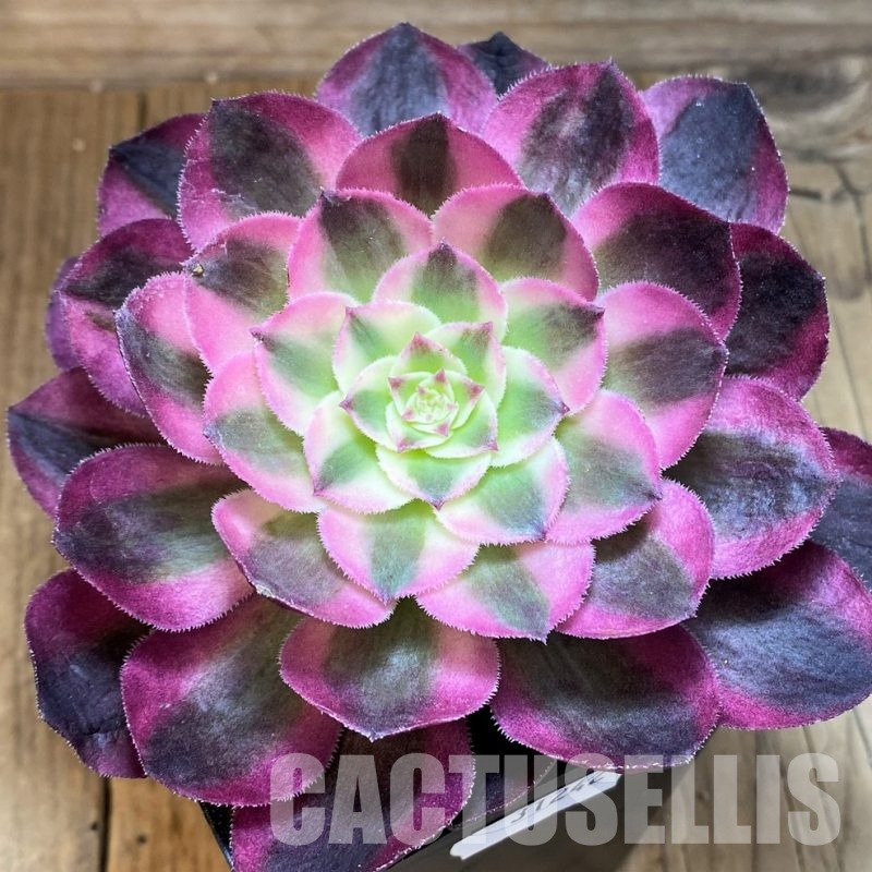 SH31242 Aeonium 'Allure'