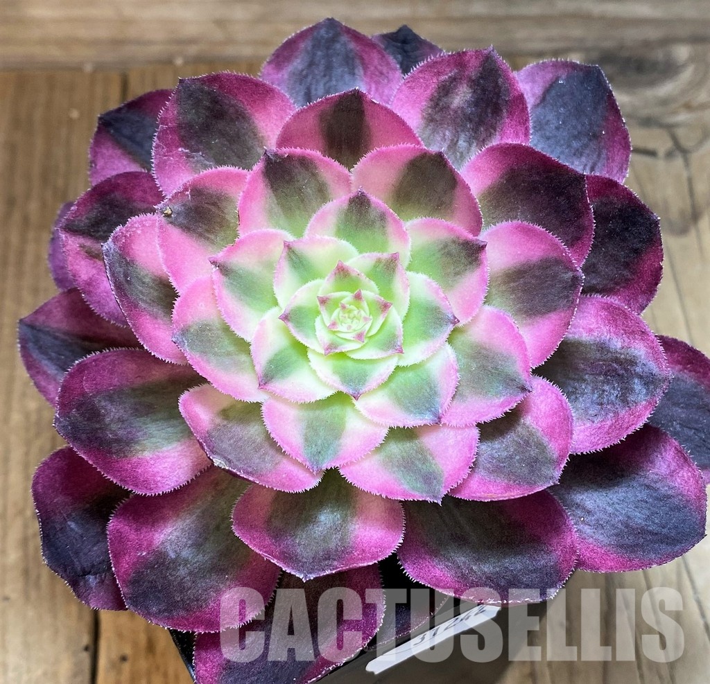 SH31242 Aeonium 'Allure'