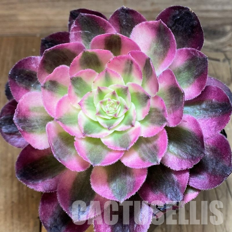 SH31243 Aeonium 'Allure'