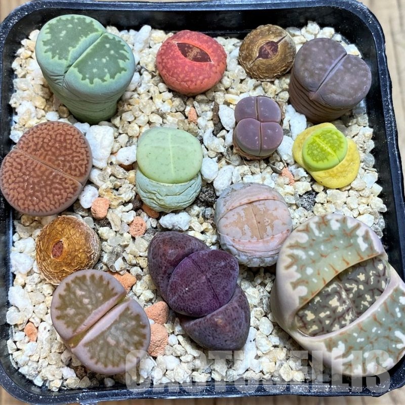 SH31224 Lithops mix, Pleiospilos nelii rubra