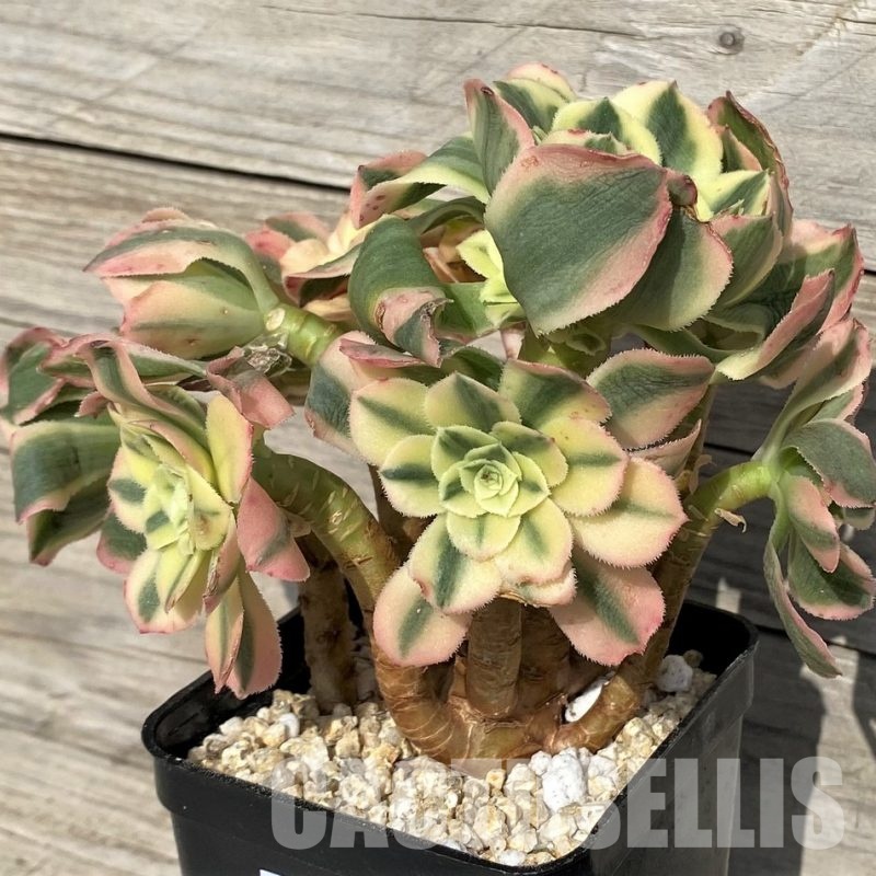 SH31244 Aeonium 'Maybach'