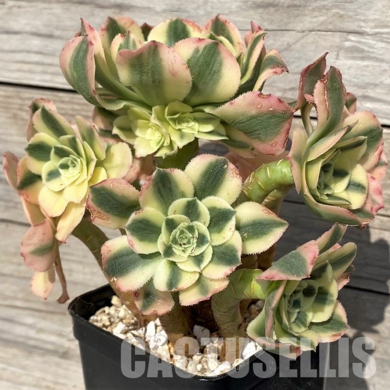 SH31245 Aeonium 'Maybach'