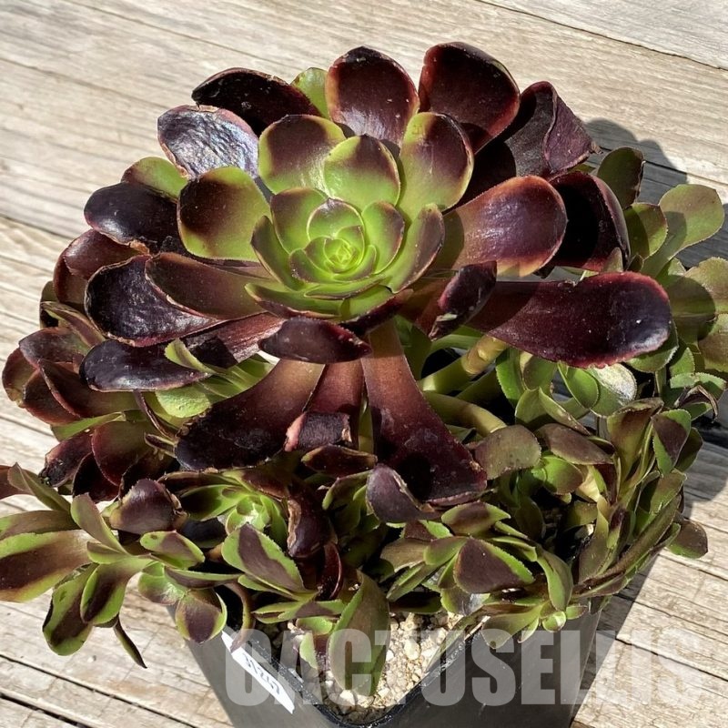 SH31247 Aeonium 'Superbang'
