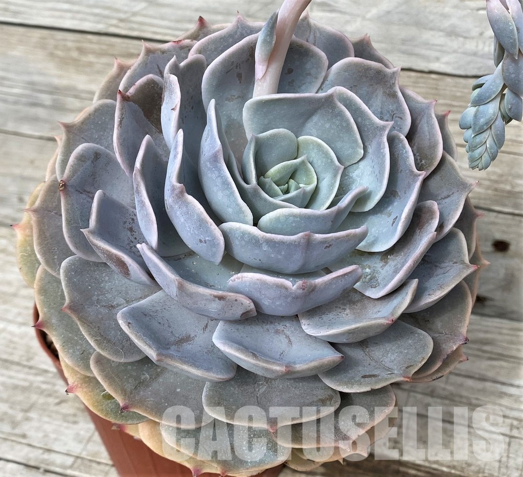 SH31248 Echeveria 'Pollux' - Image 4