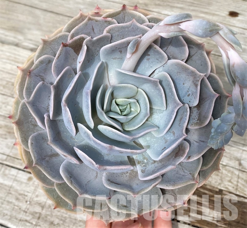 SH31248 Echeveria 'Pollux' - Image 3