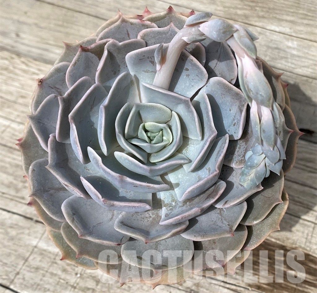 SH31248 Echeveria 'Pollux' - Image 2