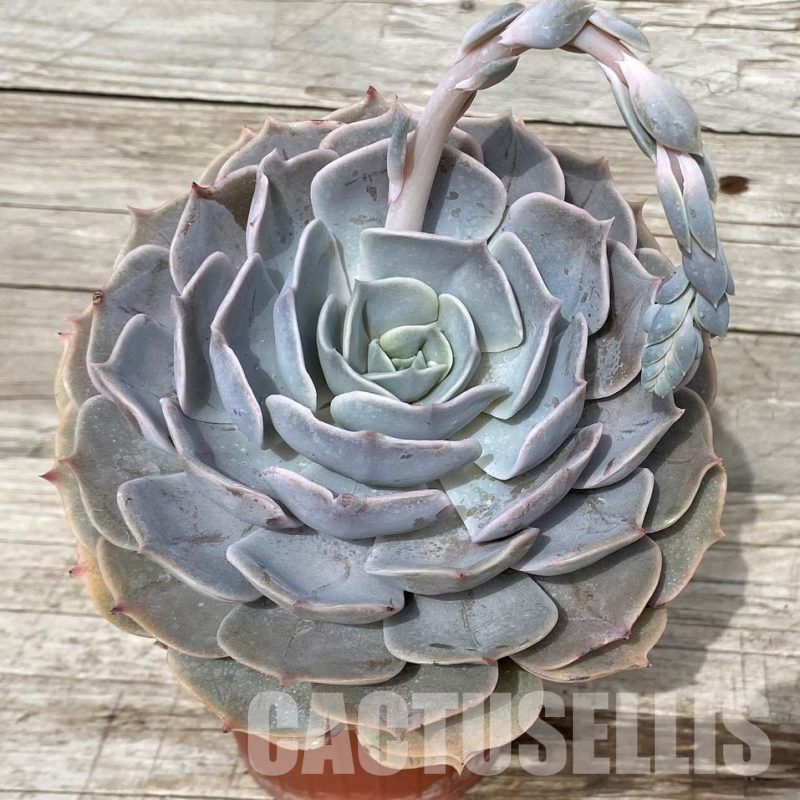 SH31248 Echeveria 'Pollux'