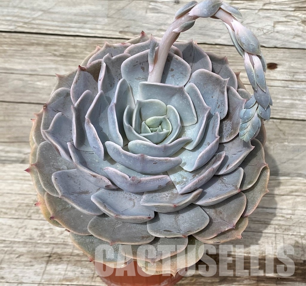 SH31248 Echeveria 'Pollux'