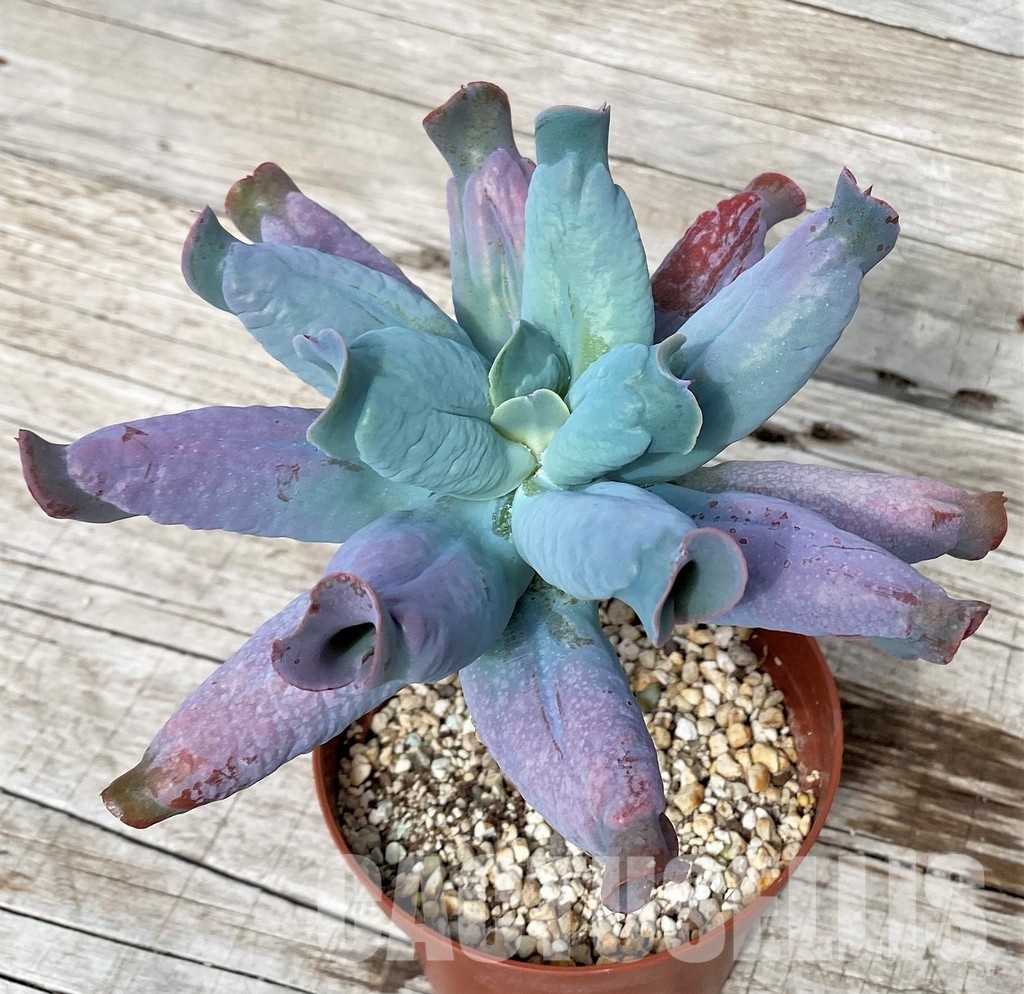 SH31249 Echeveria ‘Culibra’ - Image 2