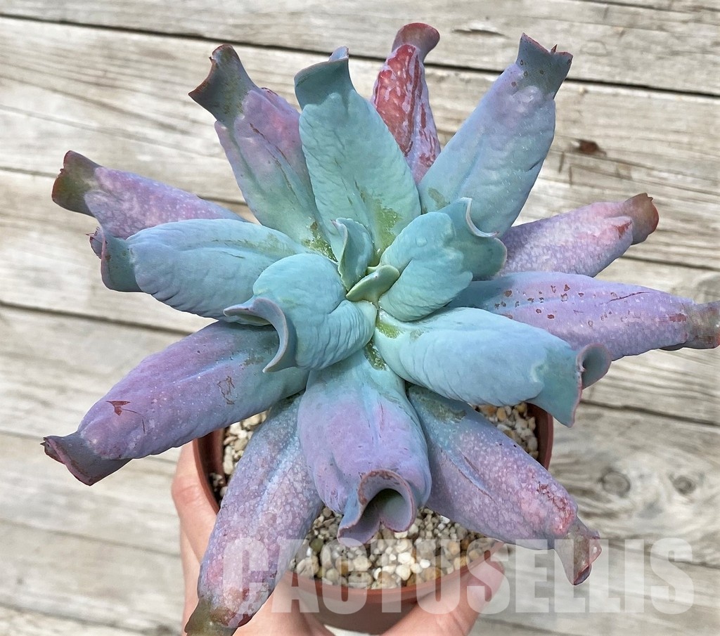 SH31249 Echeveria ‘Culibra’