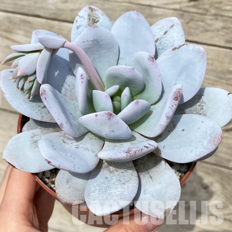 SH31250 Echeveria ‘Laui’ hybrid
