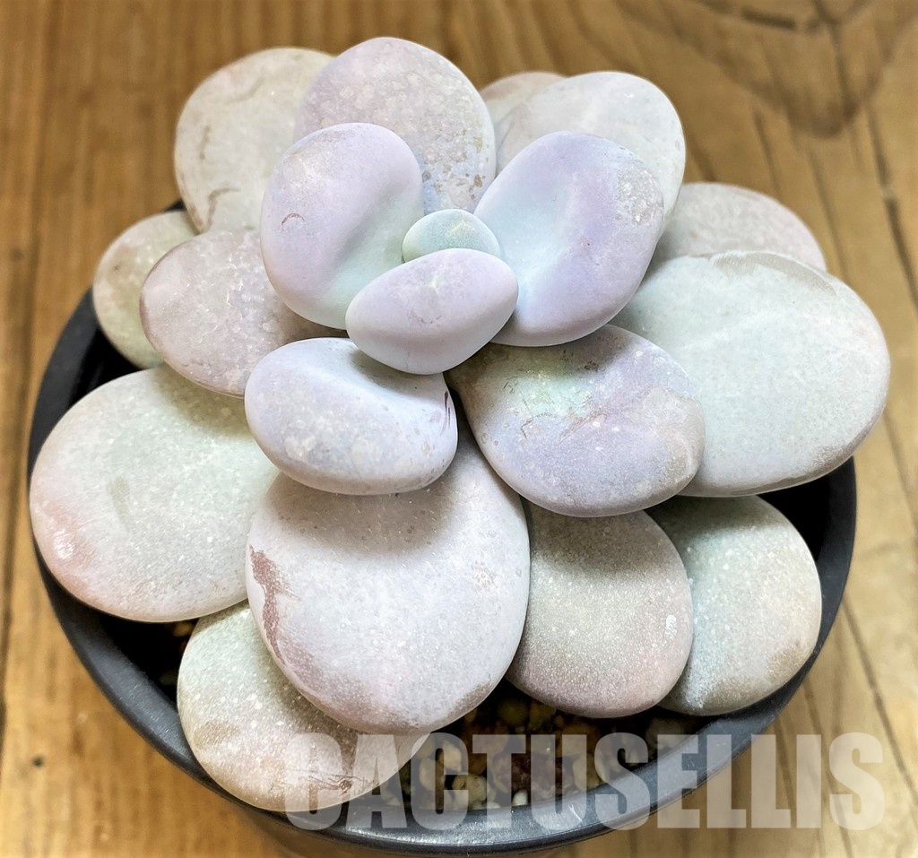 SH31251 Pachyphytum oviferum - Image 2