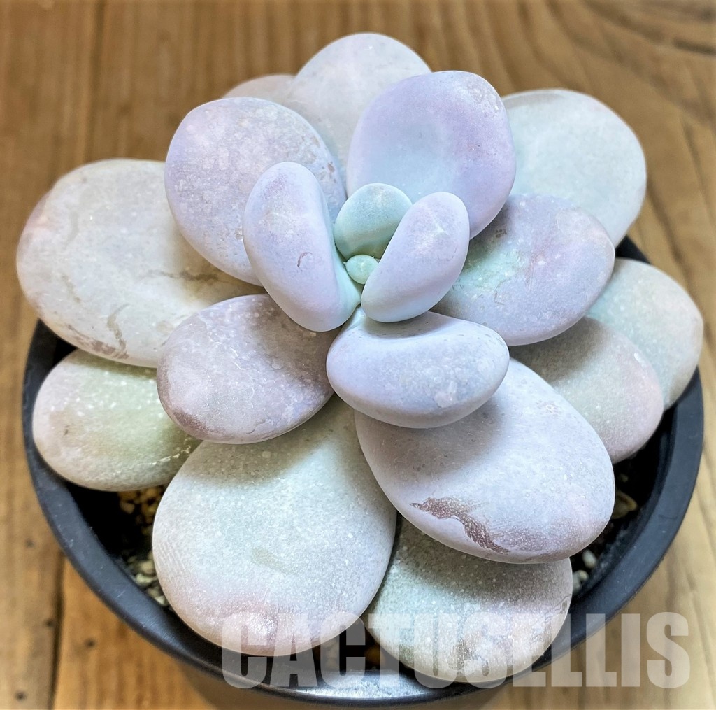 SH31251 Pachyphytum oviferum