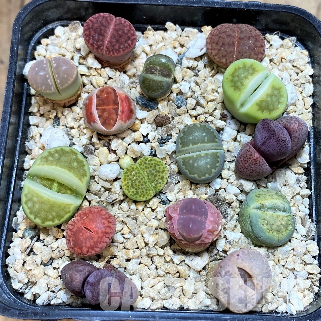 SH31225 Lithops mix, Pleiospilos nelii rubra