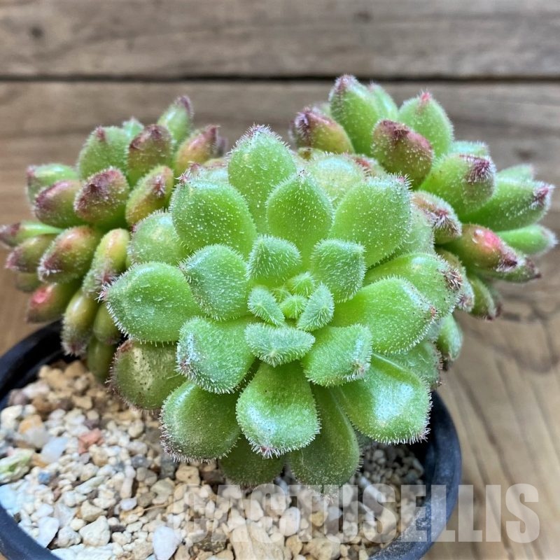 SH31252 Echeveria ‘Sugar Coral’