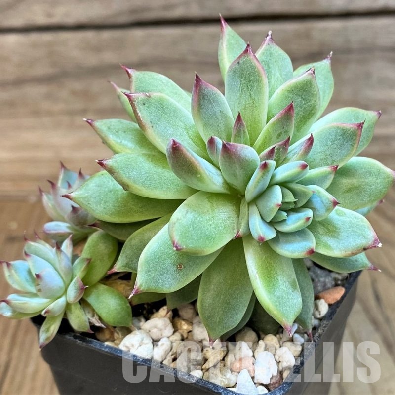 SH31253 Echeveria 'Chihuahuensis' hybrid