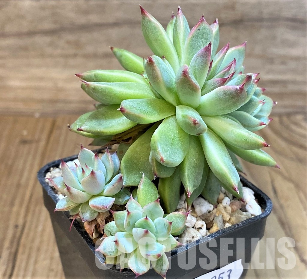 SH31253 Echeveria 'Chihuahuensis' hybrid - Image 2