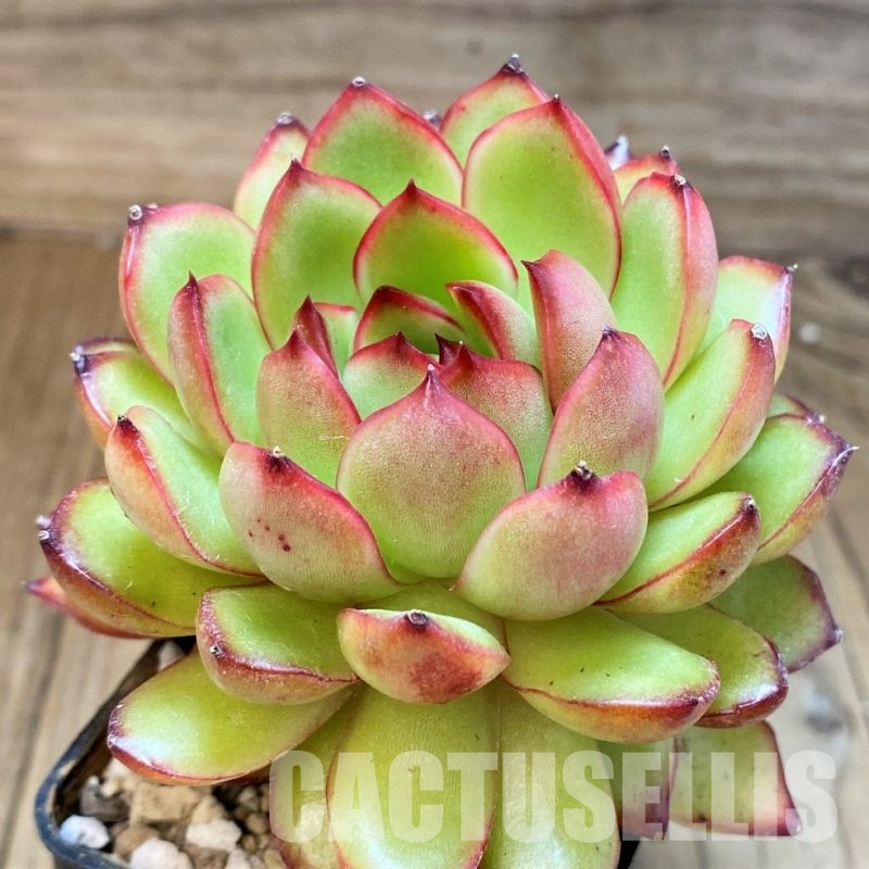 SH31254 Echeveria ‘Polaroid Anna’