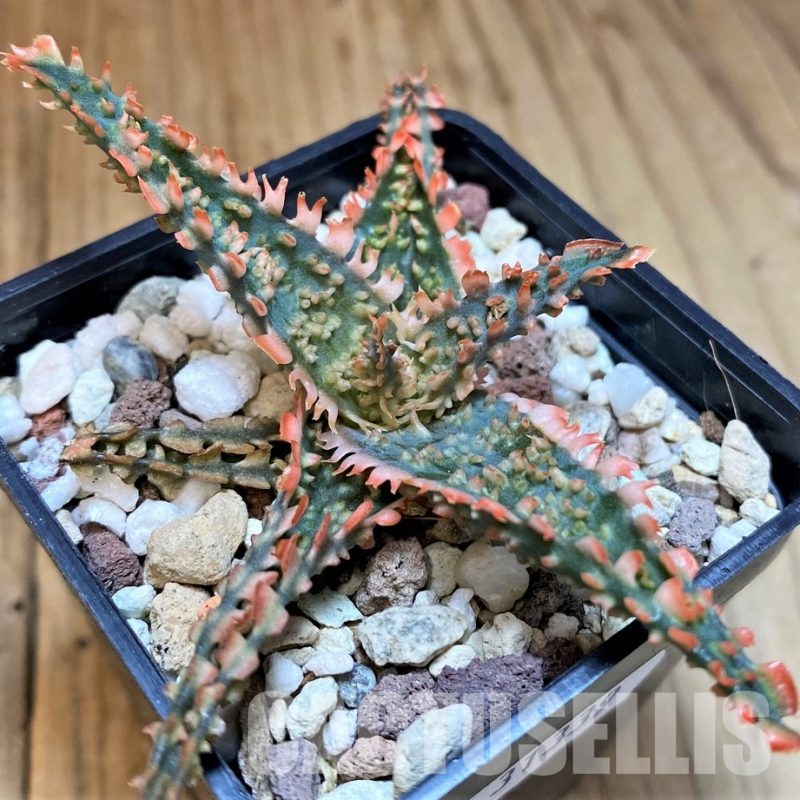 SH31339 Aloe TCT hybrid