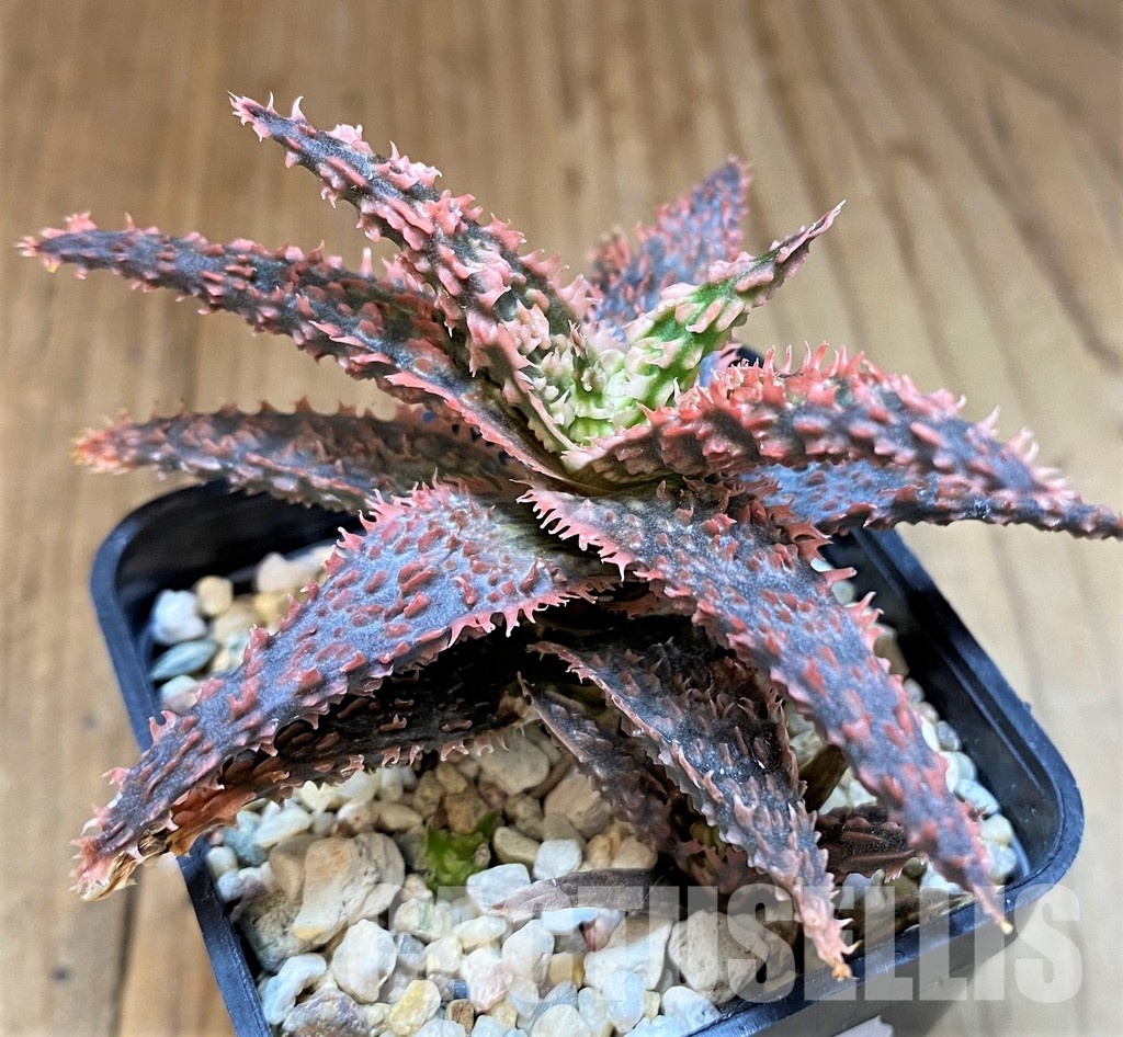 SH31340 Aloe TCT hybrid - Зображення 2