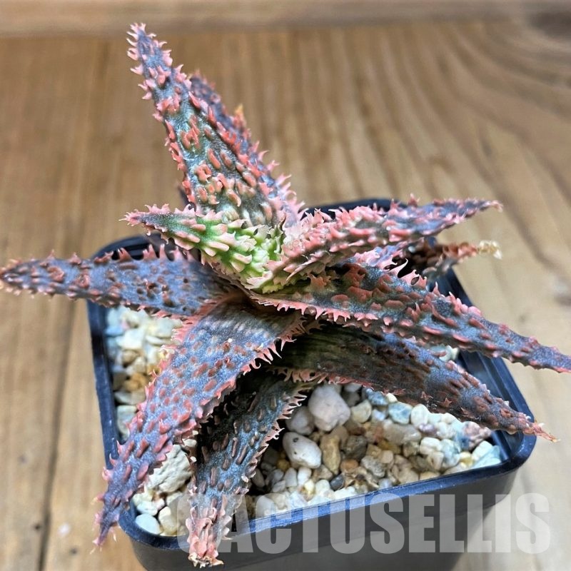 SH31340 Aloe TCT hybrid