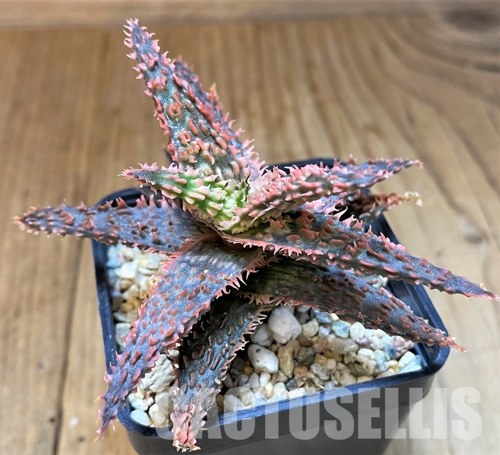 SH31340 Aloe TCT hybrid