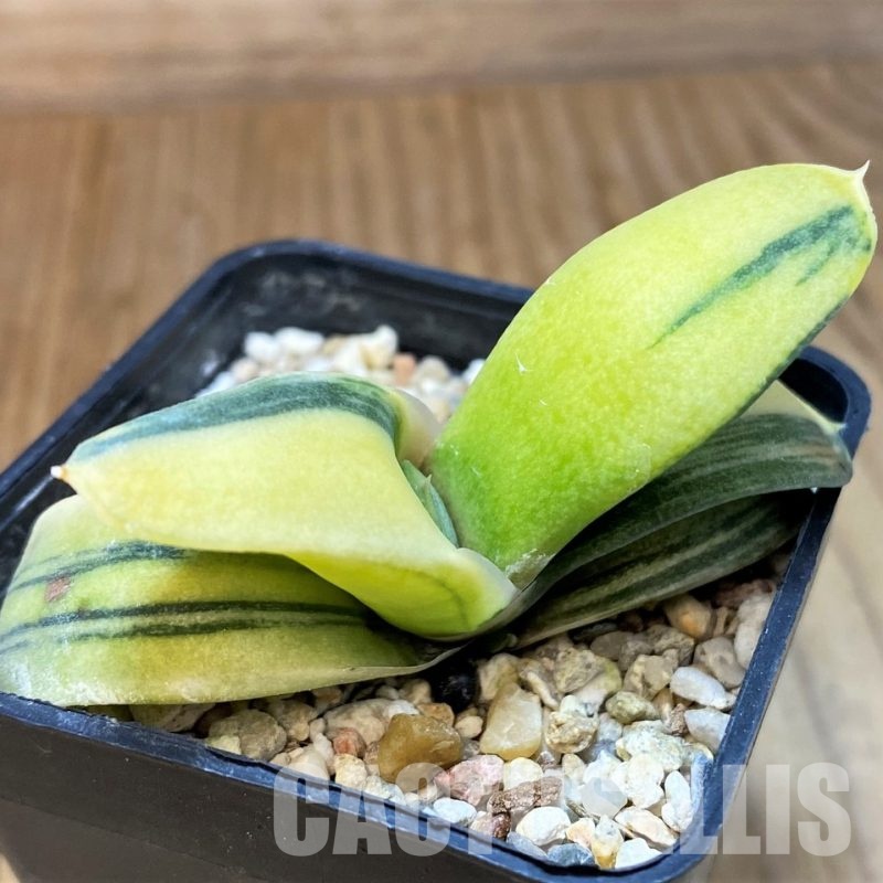 SH31308 Gasteria glomerata f. variegata