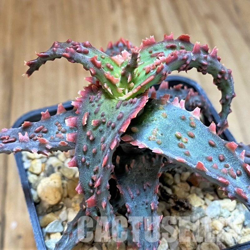 SH31341 Aloe TCT hybrid