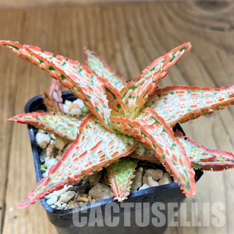 SH31342 Aloe TCT hybrid