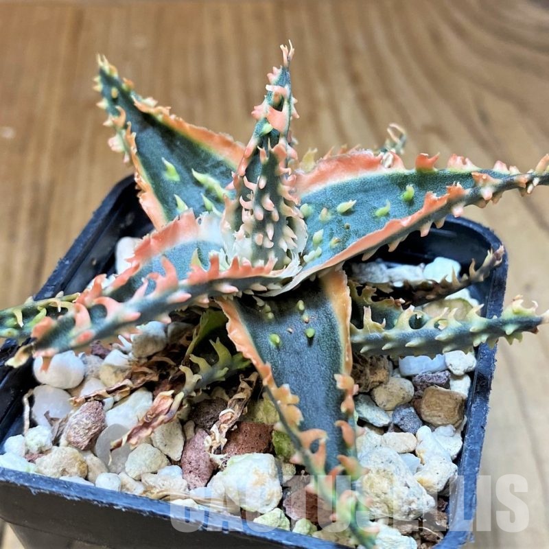 SH31343 Aloe TCT hybrid