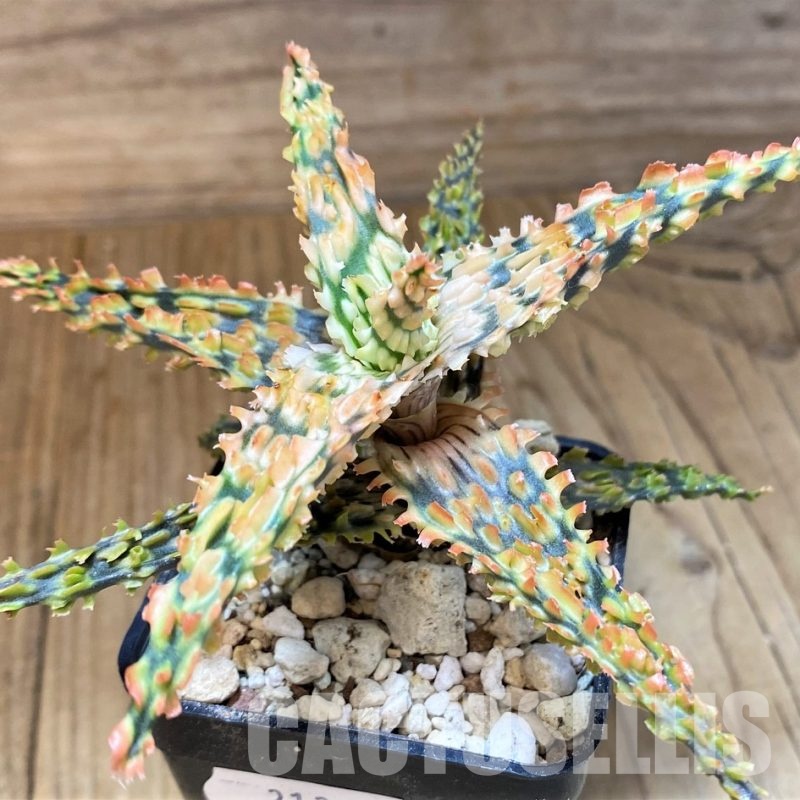 SH31344 Aloe TCT hybrid