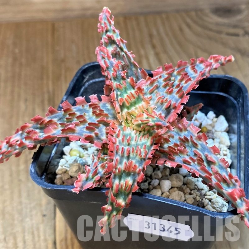SH31345 Aloe TCT hybrid