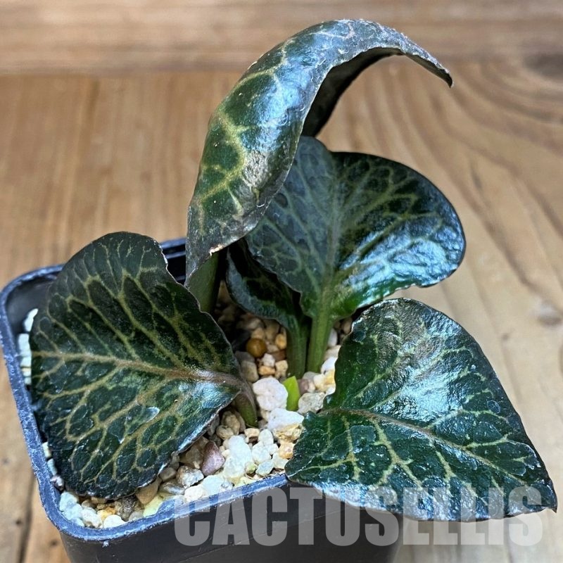 SH31346 Euphorbia francoisii hybrid