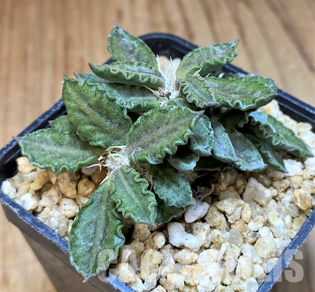 SH31347 Euphorbia tulearensis