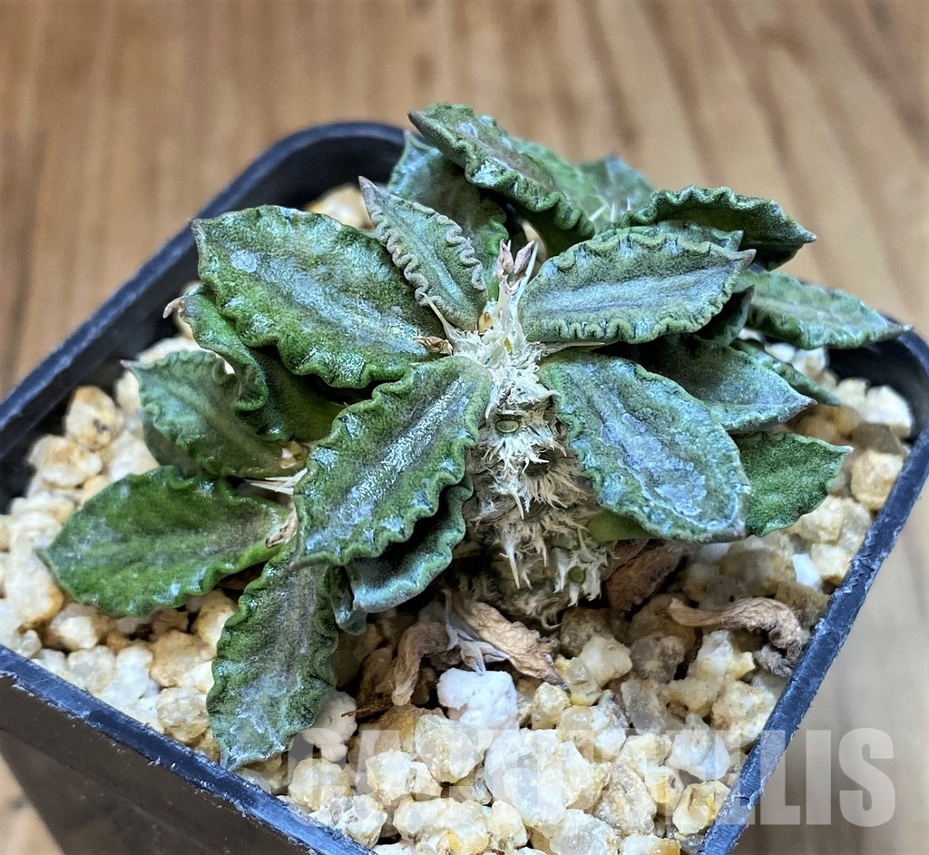 SH31347 Euphorbia tulearensis - Image 2