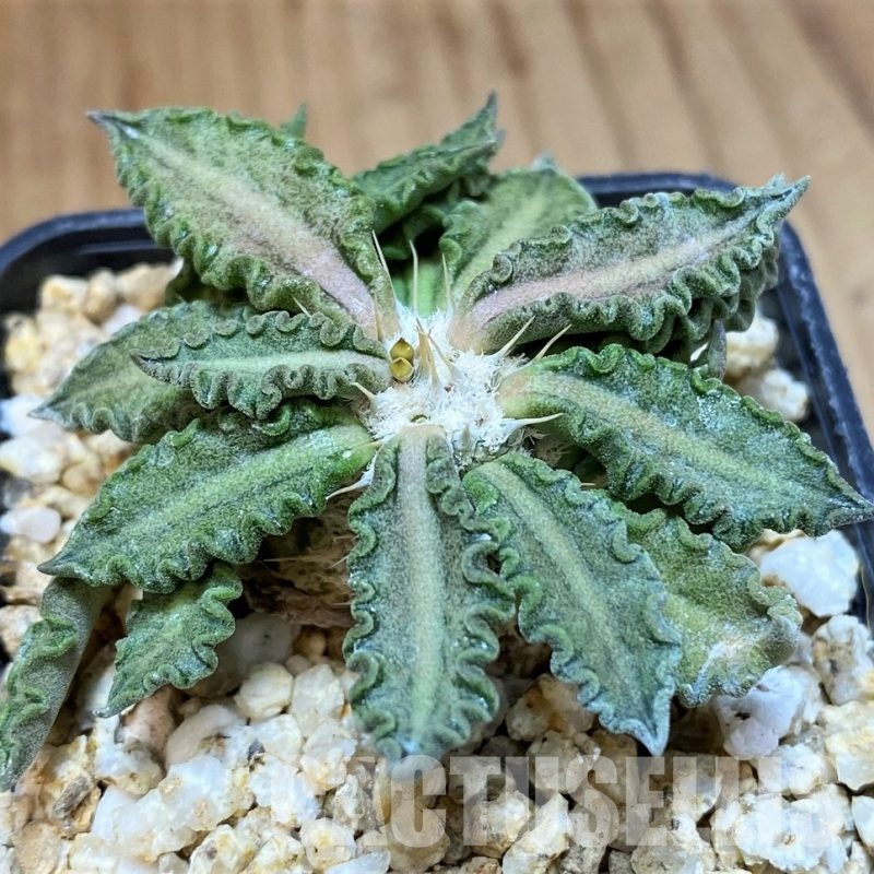 SH31348 Euphorbia tulearensis