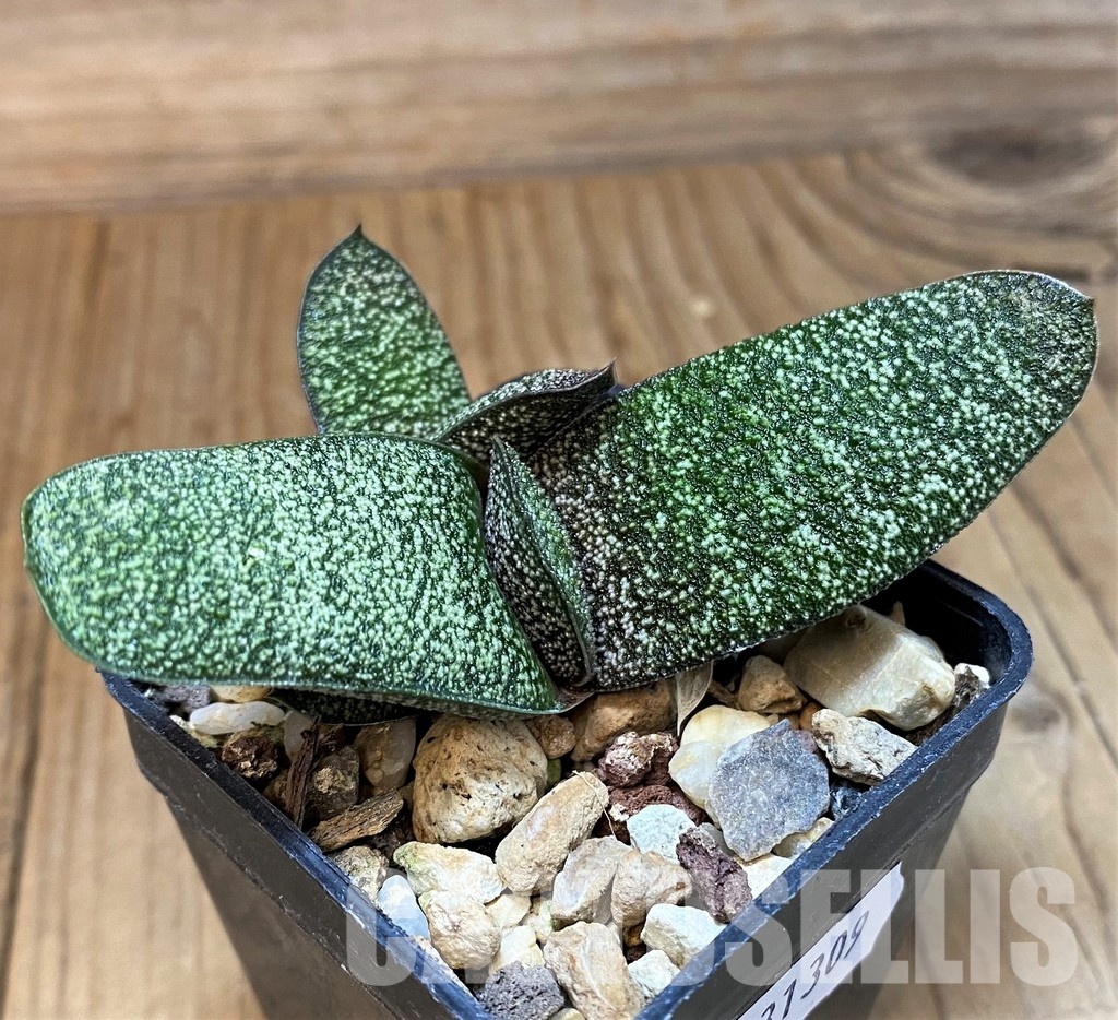 SH31309 Gasteria batesiana - Image 2