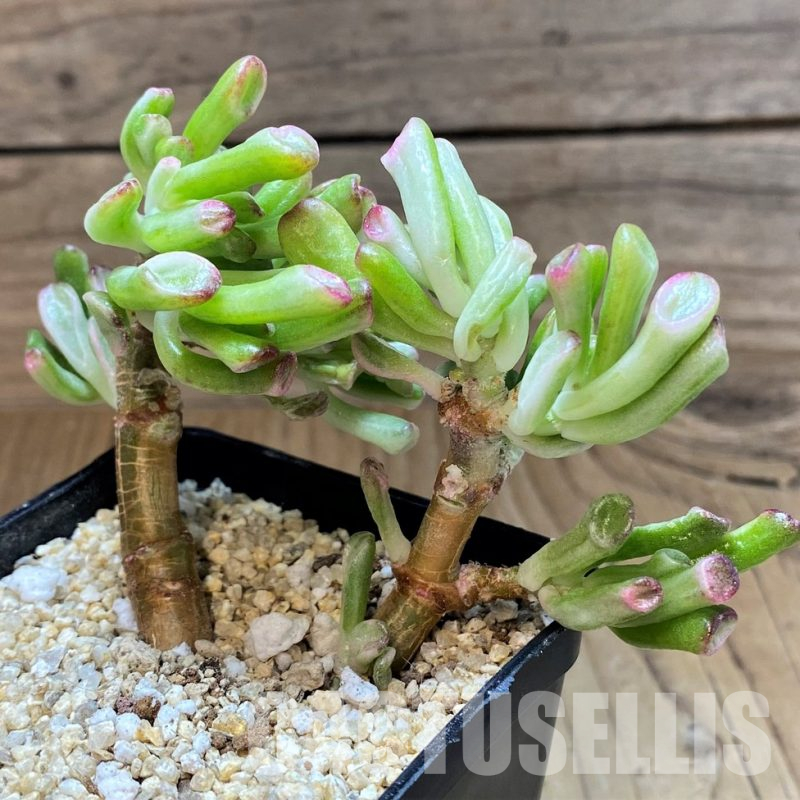 SH31349 Crassula ovata 'Gollum' f. variegata