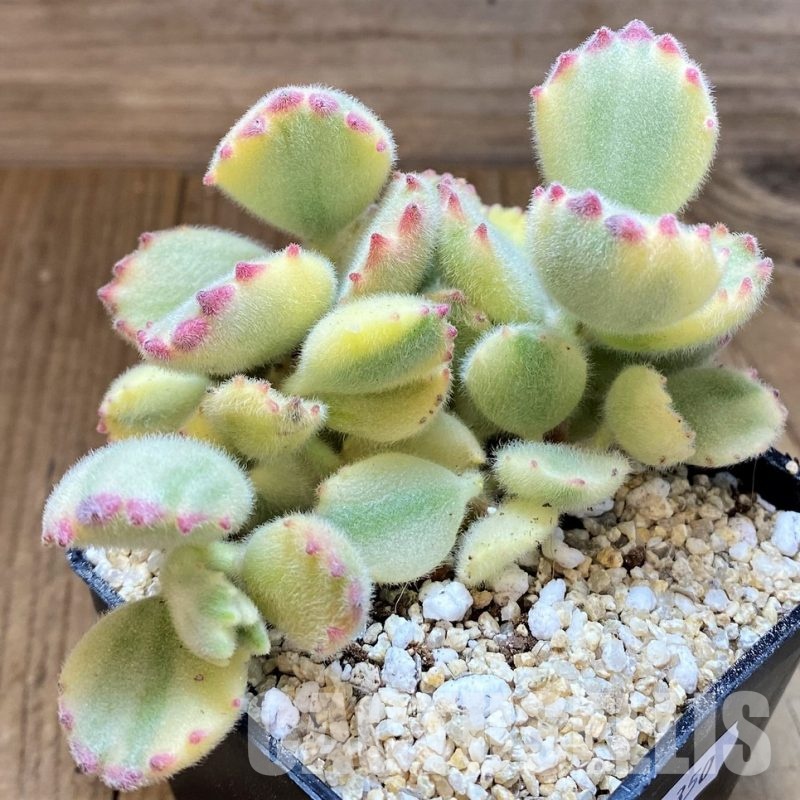 SH31350 Cotyledon ladismithiensis f. variegata