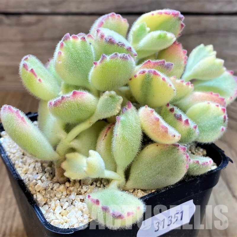 SH31351 Cotyledon ladismithiensis f. variegata