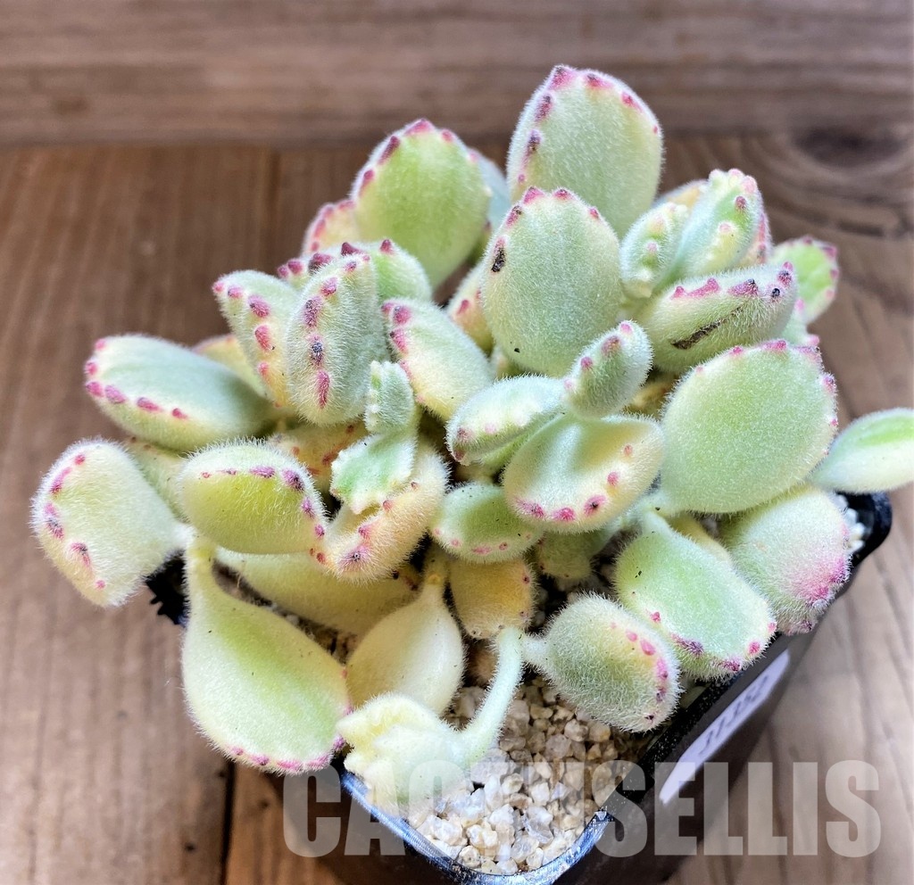 SH31352 Cotyledon ladismithiensis f. variegata - Image 3