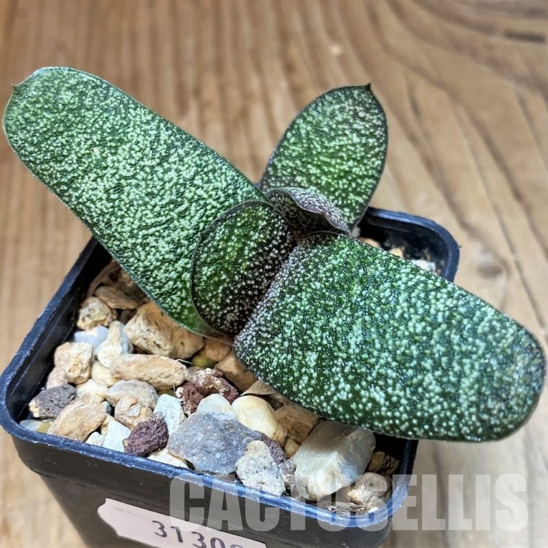 SH31309 Gasteria batesiana