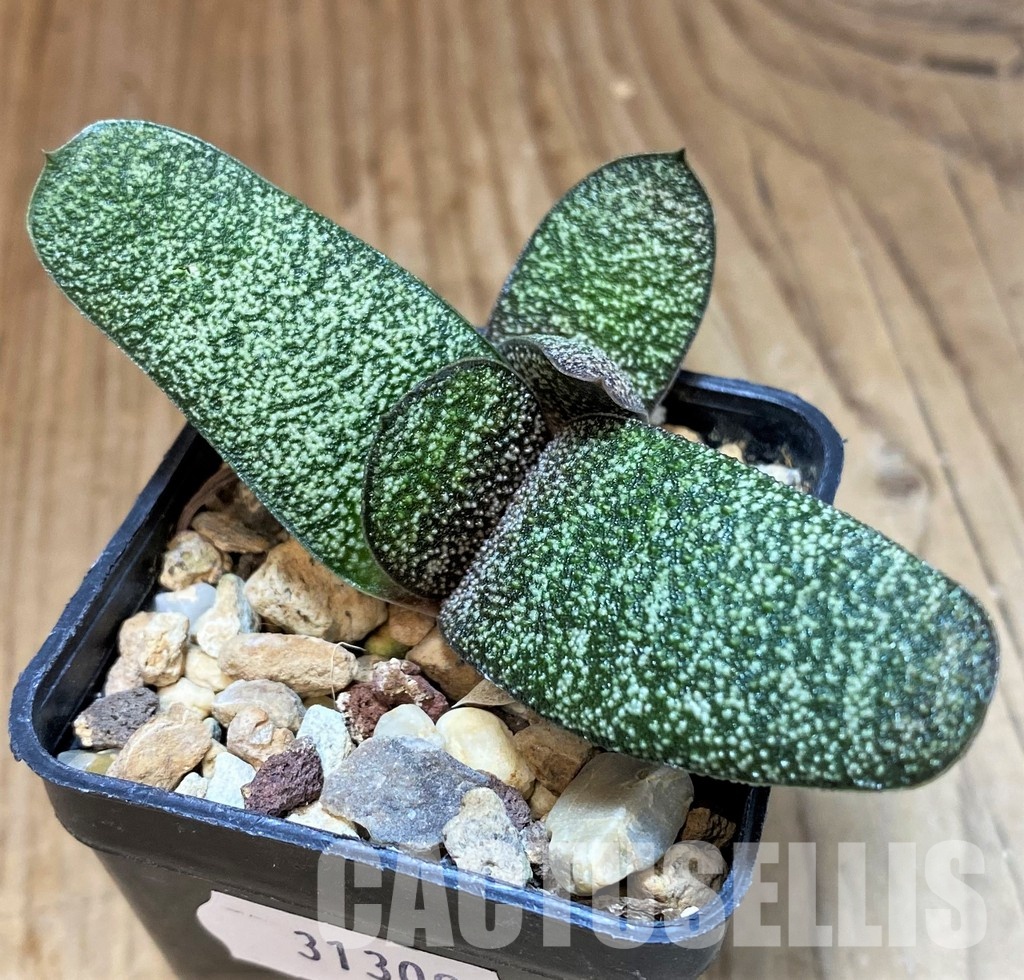 SH31309 Gasteria batesiana