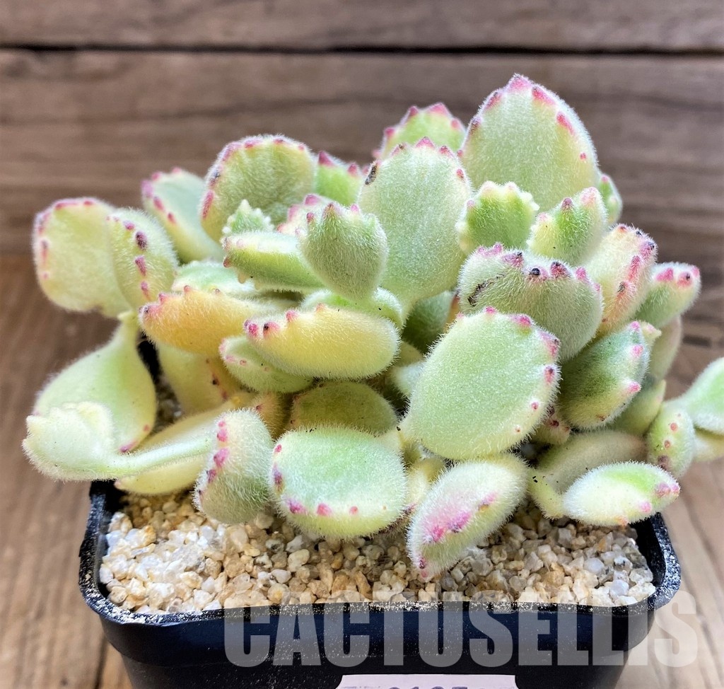 SH31352 Cotyledon ladismithiensis f. variegata - Image 2