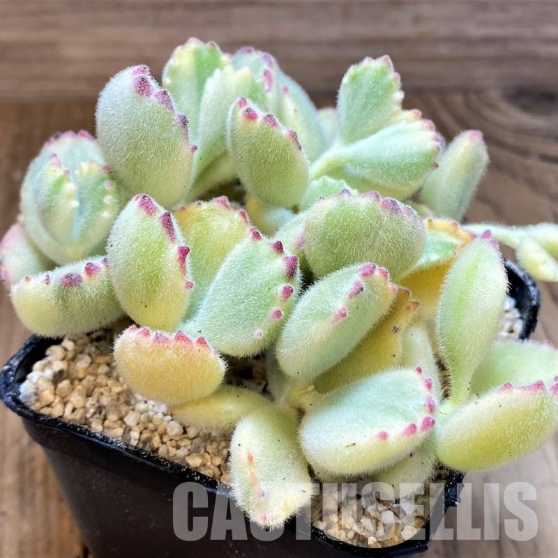 SH31352 Cotyledon ladismithiensis f. variegata