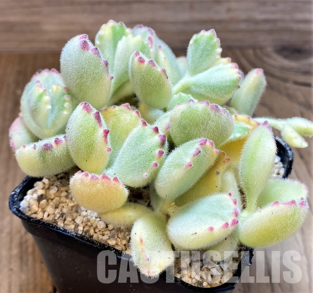 SH31352 Cotyledon ladismithiensis f. variegata