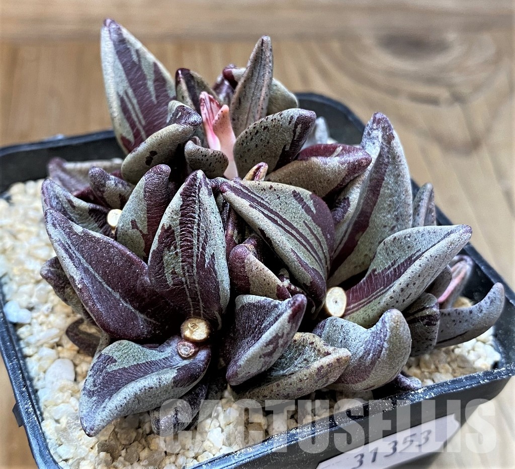 SH31353 Lenophyllum guttatum f. variegata - Image 3