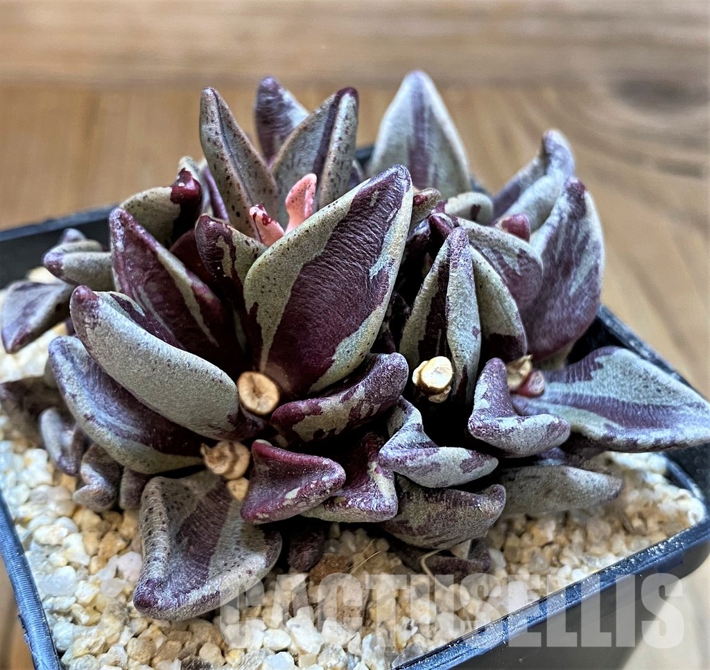 SH31353 Lenophyllum guttatum f. variegata - Image 2