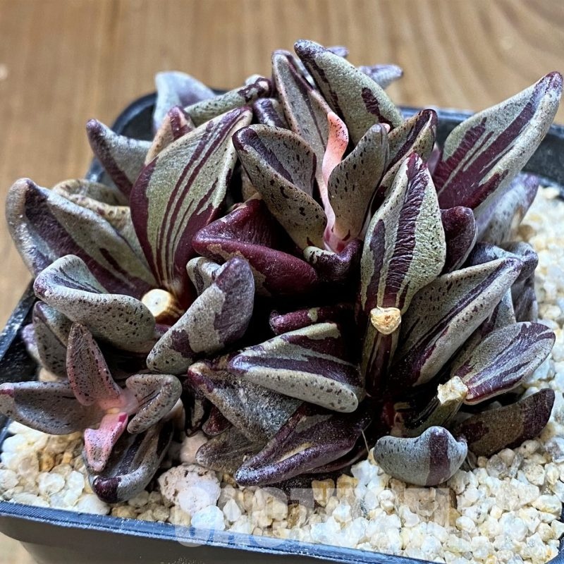 SH31353 Lenophyllum guttatum f. variegata